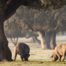 Qué es la montanera del cerdo ibérico